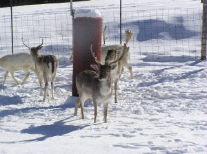 Fallow Bucks