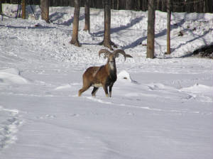 Mouflon Ram in snow