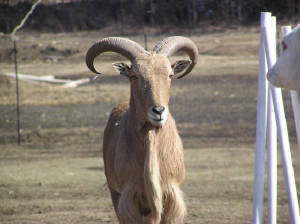 Aoudad