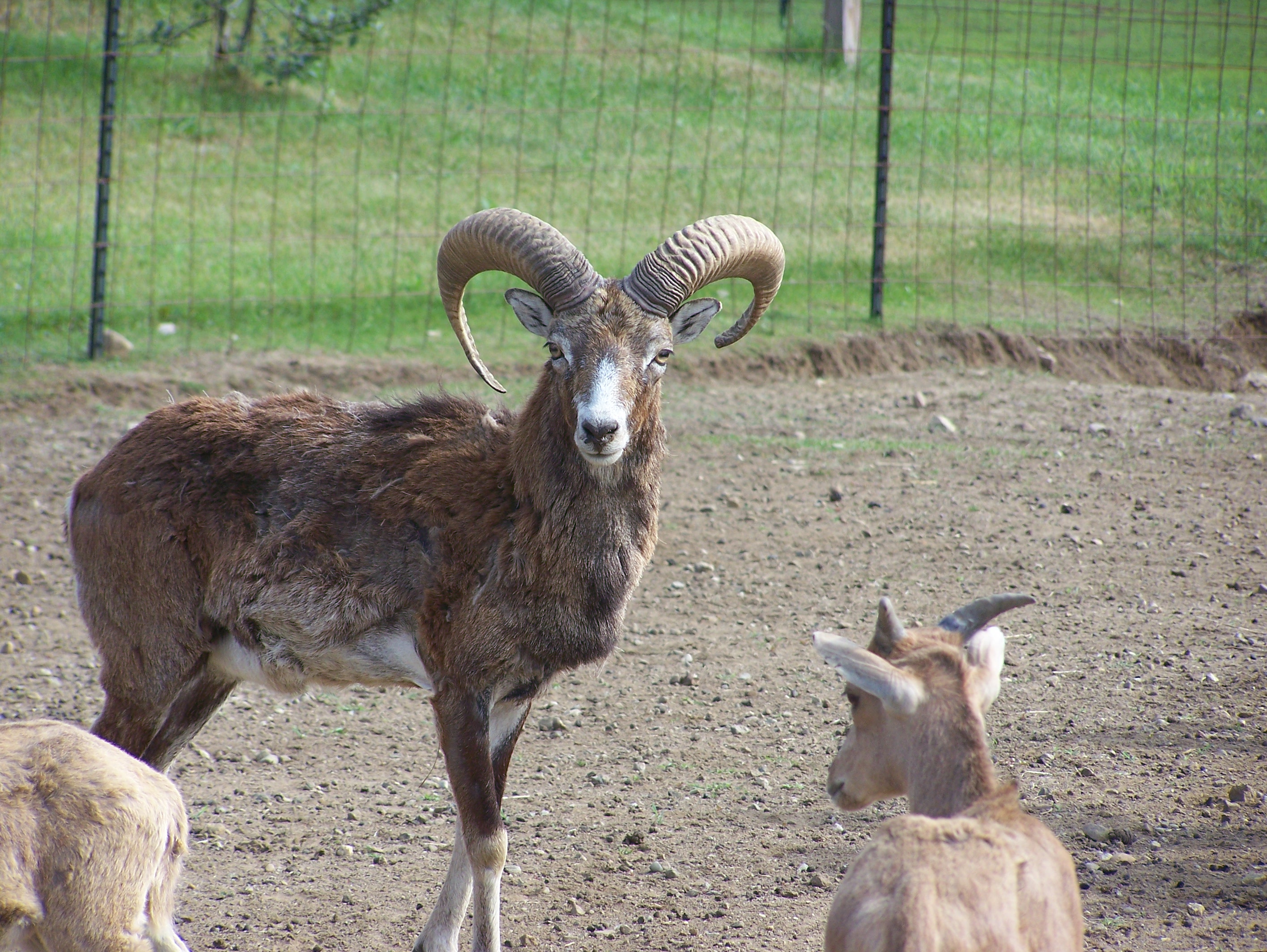 Mouflon Ram