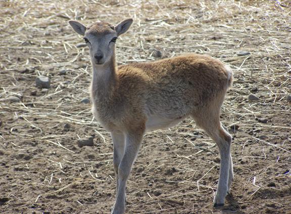 Baby Mouflon