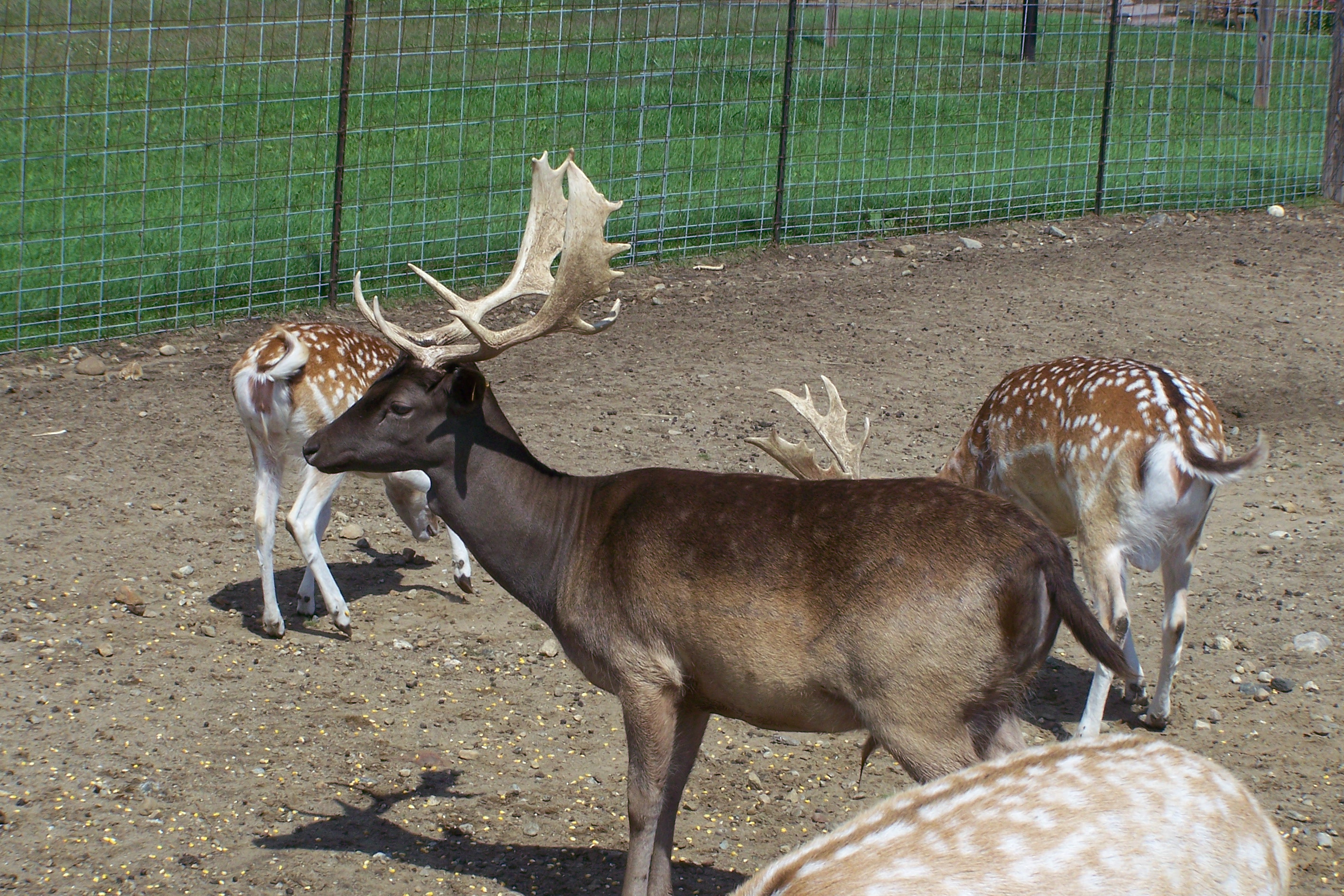 fallowbuck1.jpg