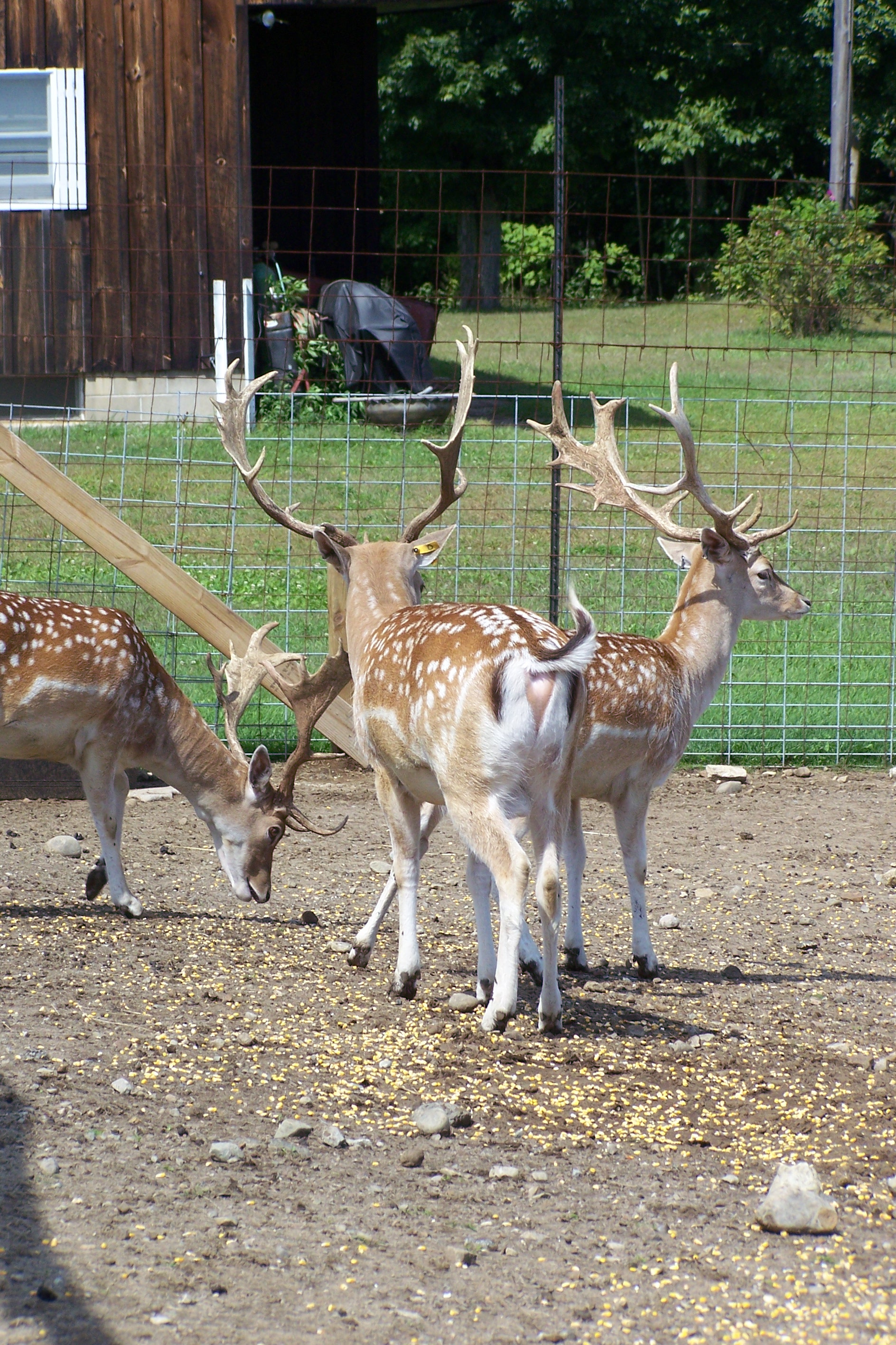 fallowbuck4.jpg