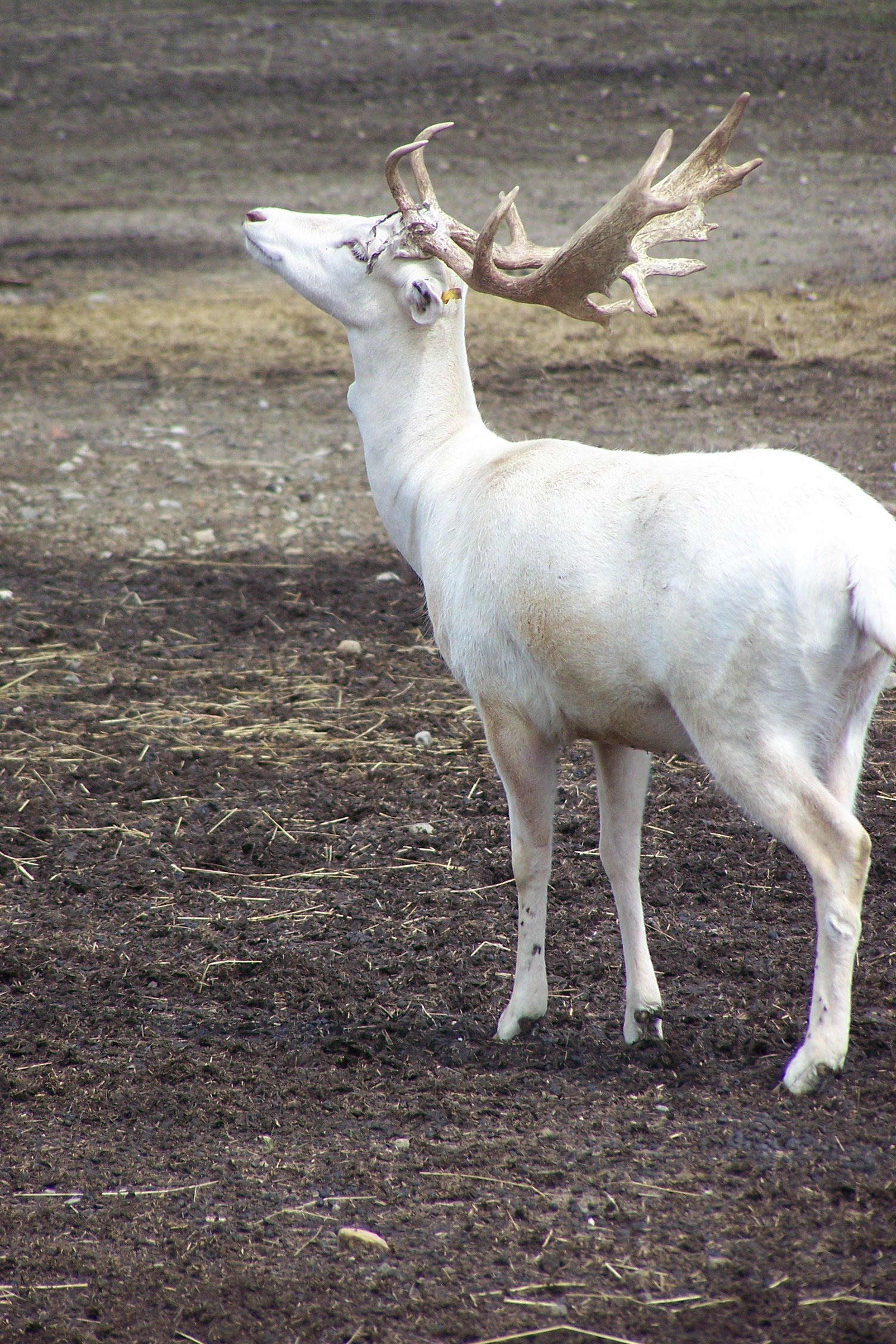 fallowbuck7.jpg